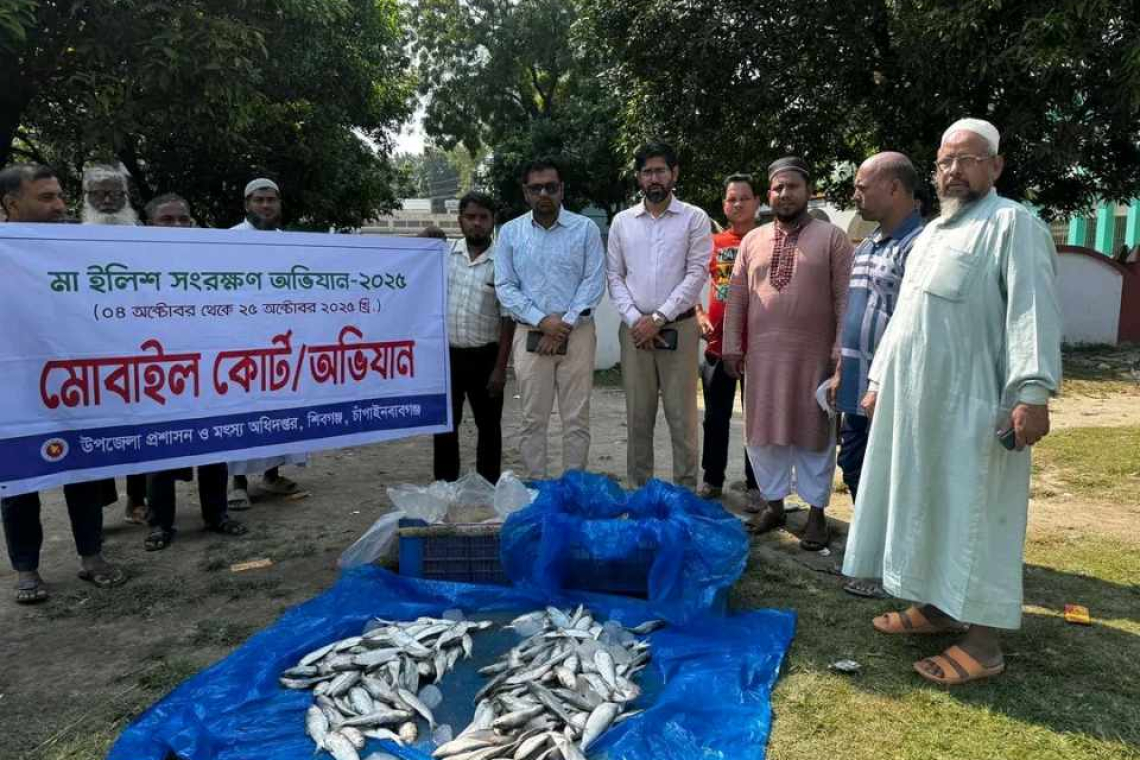 শিবগঞ্জের  তর্ত্তিপুরে মা ইলিশ সংরক্ষণ অভিযানে  ইলিশ জব্দ