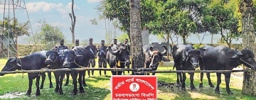 চরবাগডাংগা সীমান্তে ৫৩ বিজিবির অভিযানে ৭টি ভারতীয় মহিষ আটক