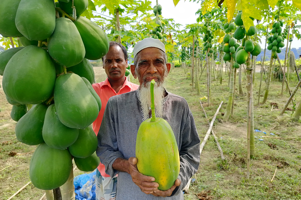 🍈 অল্প জমিতে বড় সাফল্য — শিবগঞ্জের সাইবুর দেখালেন পেঁপে ও আদা চাষে জাদু