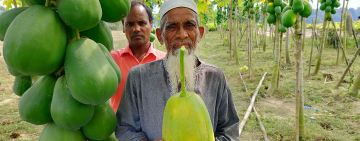 🍈 অল্প জমিতে বড় সাফল্য — শিবগঞ্জের সাইবুর দেখালেন পেঁপে ও আদা চাষে জাদু
