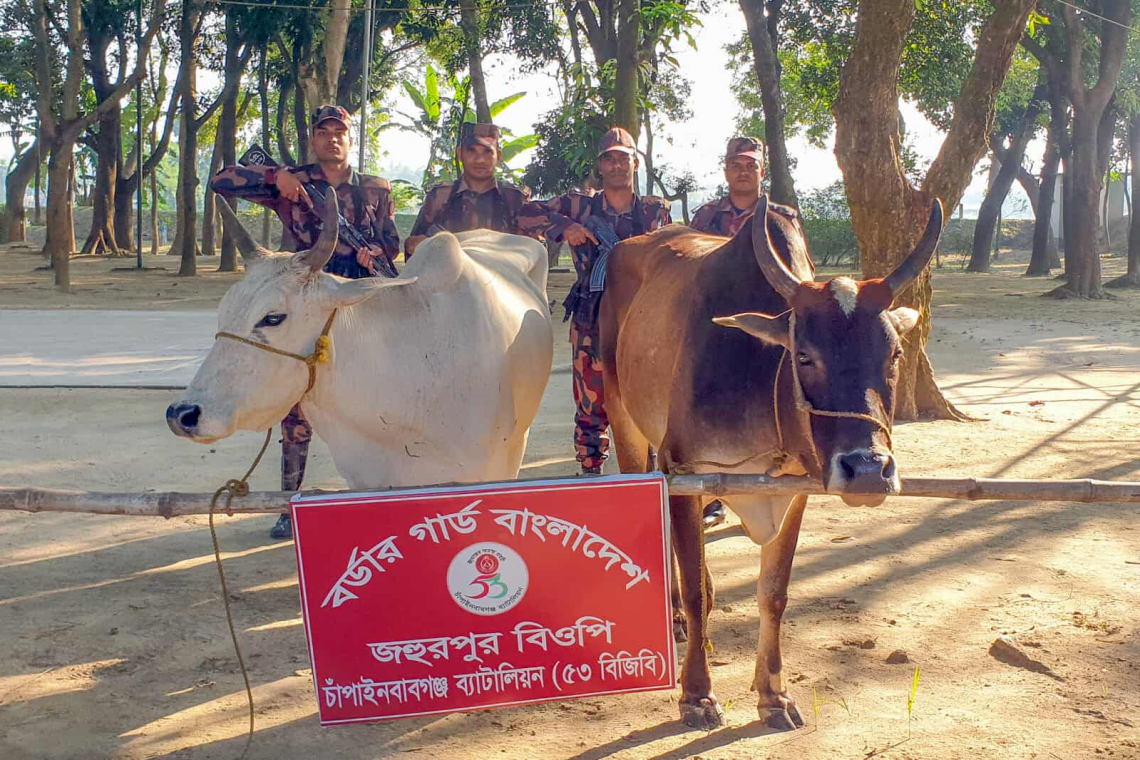 চাঁপাইনবাবগঞ্জে পৃথক অভিযানে ৮টি ভারতীয় গরু উদ্ধার করেছে বিজিবি