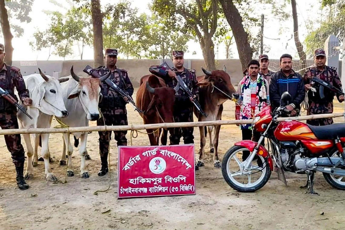 চাঁপাইনবাবগঞ্জ সীমান্তে দুই আসামি আটক: চার ভারতীয় গরু ও মোটরসাইকেল জব্দ