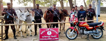 চাঁপাইনবাবগঞ্জ সীমান্তে দুই আসামি আটক: চার ভারতীয় গরু ও মোটরসাইকেল জব্দ