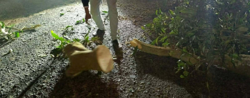 গোমস্তাপুরে আঞ্চলিক সড়কে গন ডাকাতি।। ডাকাতের হামলায় আহত.-১