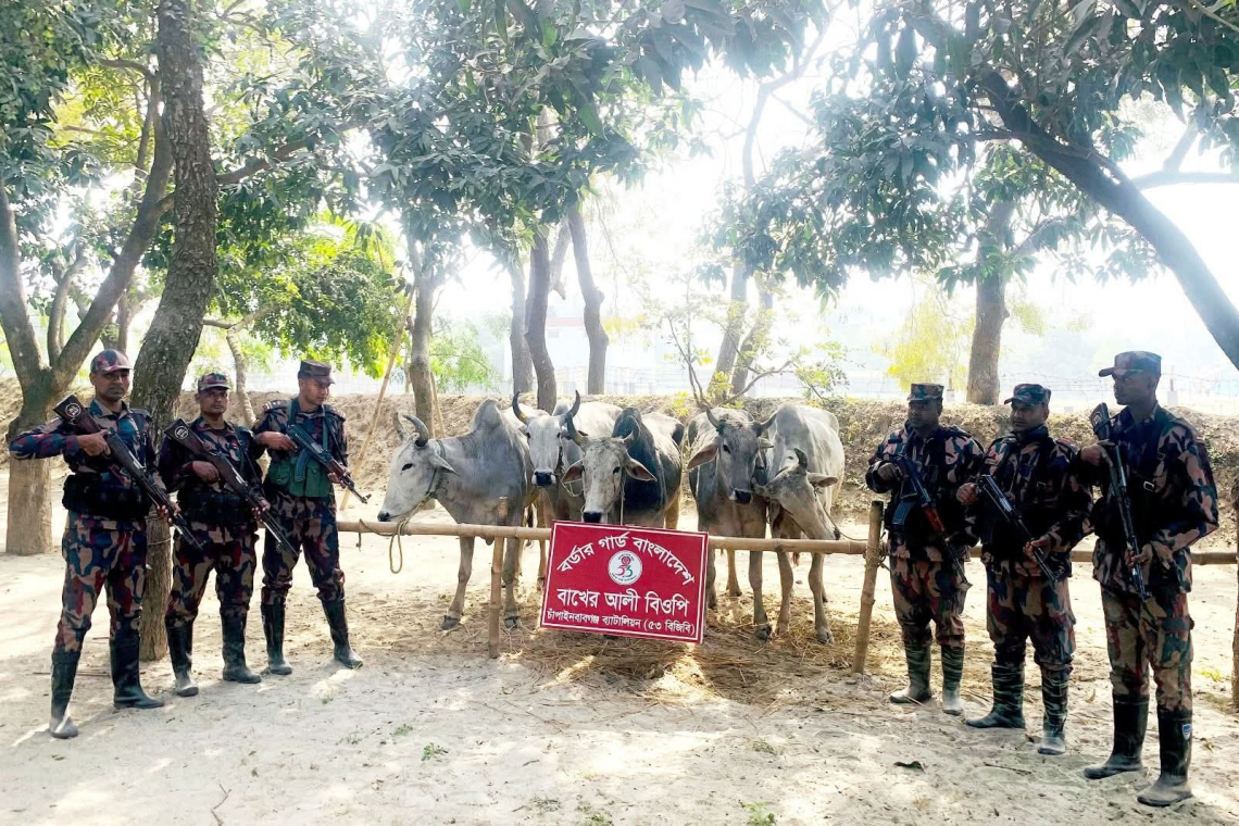 চাঁপাইনবাবগঞ্জ সীমান্তে পৃথক অভিযানে ভারতীয় নেশাজাতীয় সিরাপ ও ৭টি গরু জব্দ