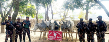 চাঁপাইনবাবগঞ্জ সীমান্তে পৃথক অভিযানে ভারতীয় নেশাজাতীয় সিরাপ ও ৭টি গরু জব্দ