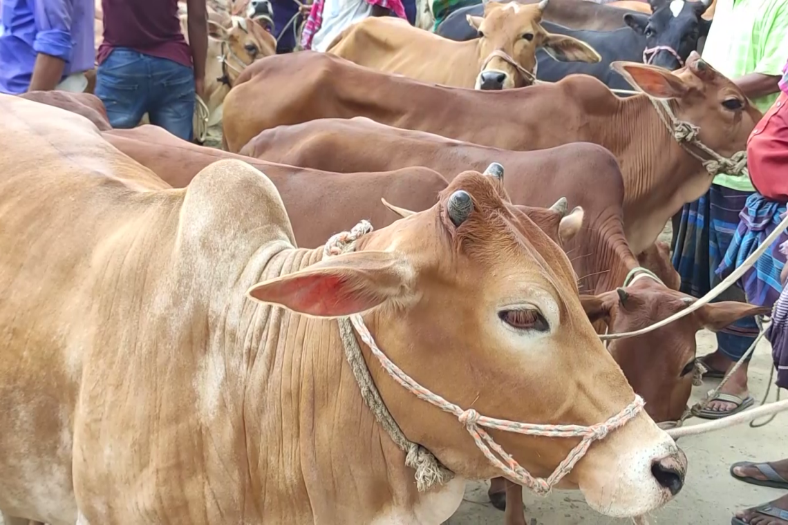 ভারতীয় গরুর চোরাচালানে বিপাকে চাঁপাইনবাবগঞ্জের খামারিরা, লোকসানের শঙ্কা