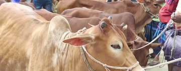 ভারতীয় গরুর চোরাচালানে বিপাকে চাঁপাইনবাবগঞ্জের খামারিরা, লোকসানের শঙ্কা