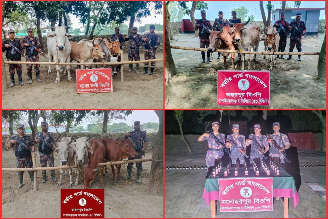 ঈদকে সামনে রেখে ৫৩ বিজিবির পৃথক অভিযান: ১৪ ভারতীয় গরু ও ৩৫ বোতল মদ জব্দ