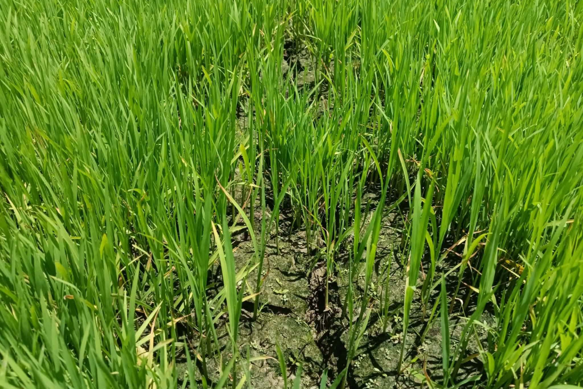 নাচোলে আষাঢ়ের শেষেও অনাবৃষ্টি, বিজতলা ফেটে চৌচির 